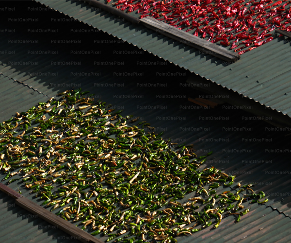 Drying Chilis