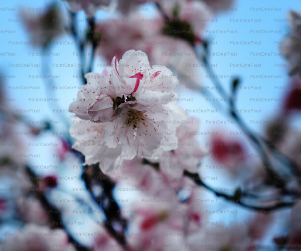 Spring Flower